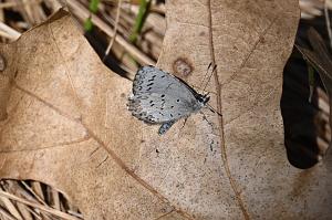 2025-04286663 Parker River  NWR, MA